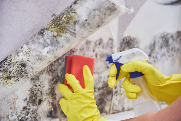 Best Commercial Mold Inspection  in Christiana, TN